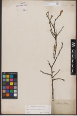 Foto von Salix appendiculata Vill.